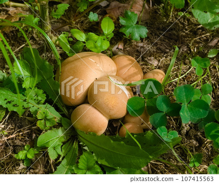 mushroom mushroom 107415563