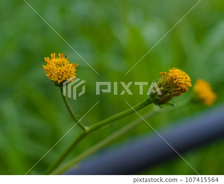 Flowers of Kosendangusa Flowers of Kosendangusa 107415564