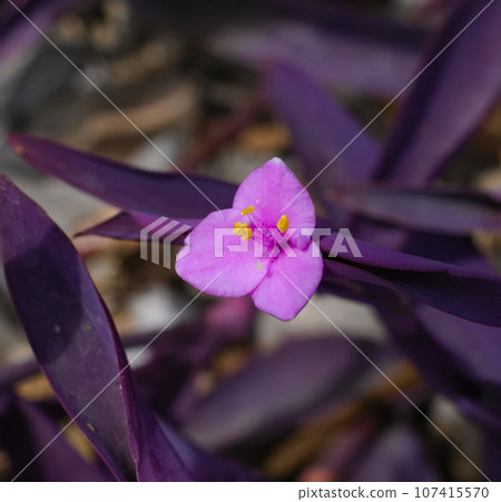 Murasakigoten flowers Murasakigoten flowers 107415570