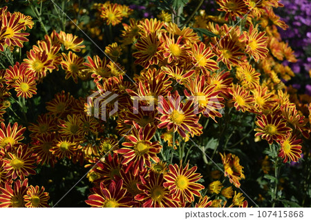 Edible chrysanthemum local cooking ingredients 107415868