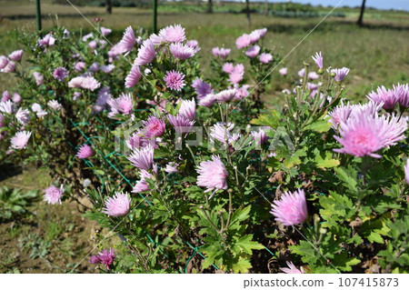 Edible chrysanthemum local cooking ingredients 107415873