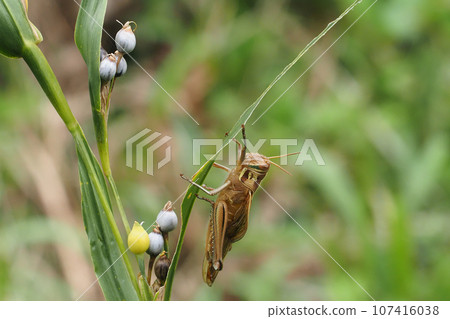 棲息在 Juzudama 上的 Patanga japonica 107416038