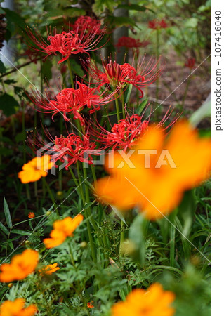Higankyana和Cosmos Higankyana和Cosmos 107416040