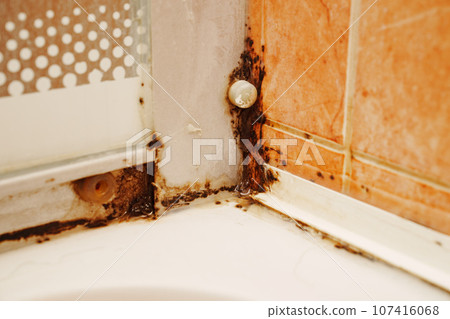 Mold at the joints in the shower. Mold at the joints in the shower. 107416068