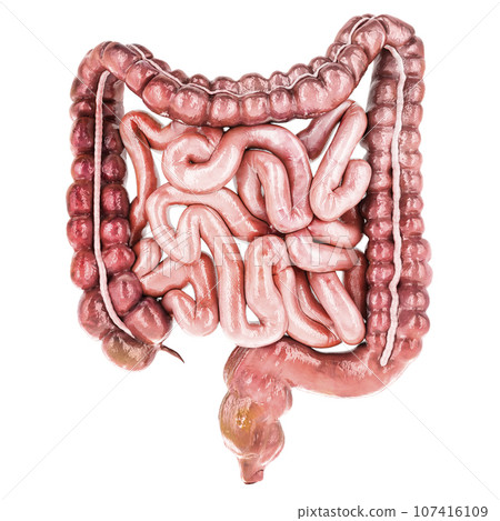 Human intestines, front view. 3D rendering 107416109