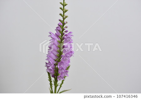 Physostegia virginiana Physostegia virginiana 107416346