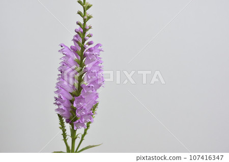 Physostegia virginiana 107416347