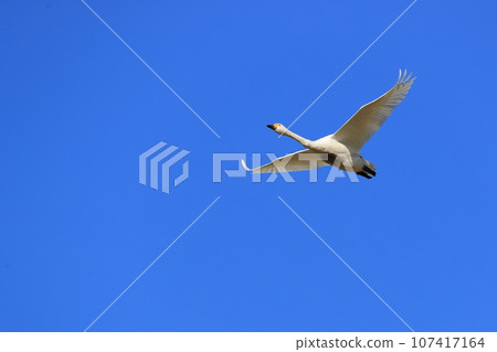 Swans dancing beautifully in the blue sky 107417164
