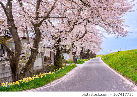 Embankment and road with Mogami River Senbonzakura in the Okitama Sakura Corridor in Nagai City, Yamagata Prefecture Embankment and road with Mogami River Senbonzakura in the Okitama Sakura Corridor in Nagai City, Yamagata Prefecture 107417735