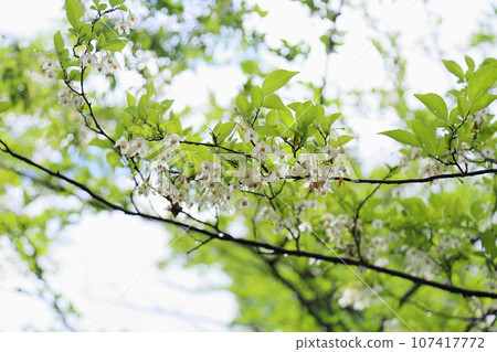 Egonoki flowers in full bloom 107417772