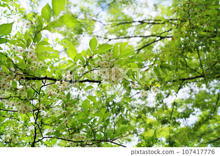 江戶木花盛開 江戶木花盛開 107417776