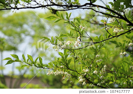 江戶木花盛開 107417777