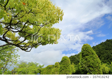 Camphor tree leaves Camphor tree leaves 107418242