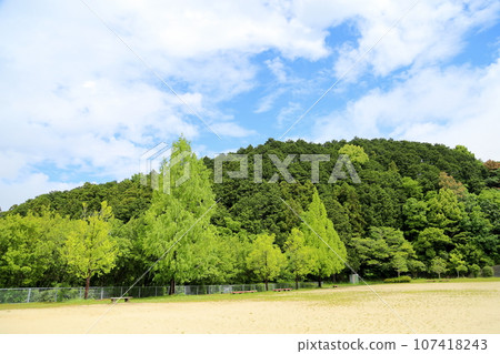 清爽清新的綠水杉 清爽清新的綠水杉 107418243