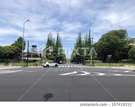 [Tokyo] Ginkgo trees in Jingu Gaien seen from National Route 246 107418552