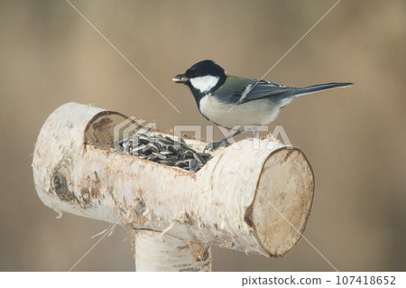 Chickadee on a feeder Chino City, Nagano Prefecture 107418652