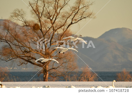 Swan in Lake Inawashiro Swan in Lake Inawashiro 107418728