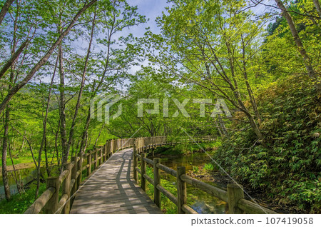 [Vivid fresh green exploration route] Kamikochi in early summer 107419058
