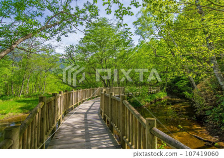 [Vivid fresh green exploration route] Kamikochi in early summer 107419060