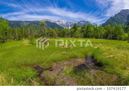 初夏的上高地【鮮綠色的田代濕地】 107419177