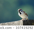 A sparrow staring at something while basking in the sun 107419292