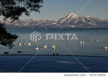Swan in Lake Inawashiro 107419409