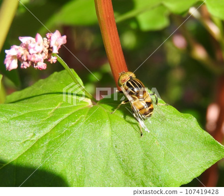 "Kigoshihana fly" has a pattern that looks like powder is scattered on its compound eyes 107419428