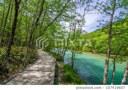 初夏的上高地【生動鮮綠色的散步路線】 初夏的上高地【生動鮮綠色的散步路線】 107419607