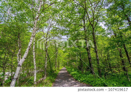 Kamikochi in early summer [Vivid fresh green walking course] 107419617