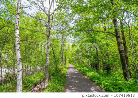 Kamikochi in early summer [Vivid fresh green walking course] 107419618