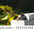 A sparrow basking in the sun avoiding the wind 107419748