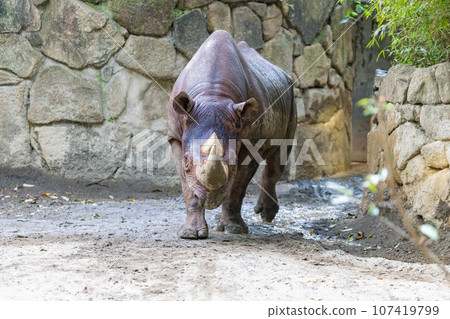 在動物園裡的動物園 在動物園裡的動物園 107419799