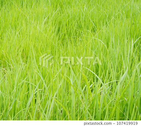Vacant land overgrown with weeds 107419919