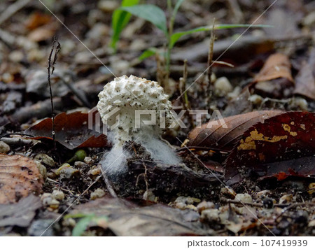 蘑菇世界 繖形科白蘑菇上附著的氣生菌絲體 蘑菇世界 繖形科白蘑菇上附著的氣生菌絲體 107419939