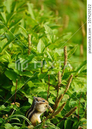 大雪山花栗鼠正忙著準備過冬 107420522