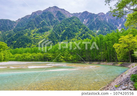 [Vivid fresh greenery, larch trees along the Azusa River] Kamikochi in early summer 107420556