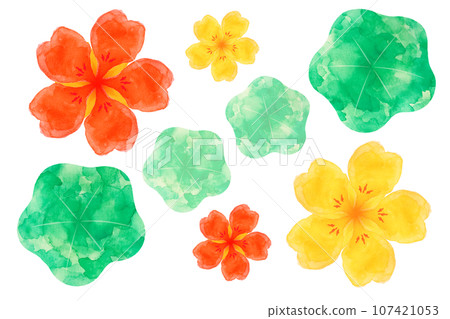 Nasturtium Nasturtium 107421053