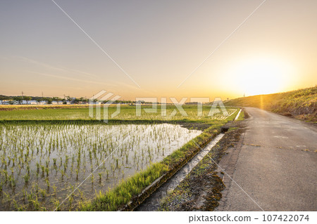 山脊路和稻田圖片 山脊路和稻田圖片 107422074