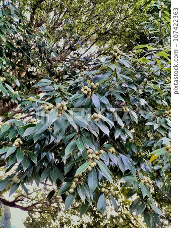 fruit-bearing acorn tree fruit-bearing acorn tree 107422363