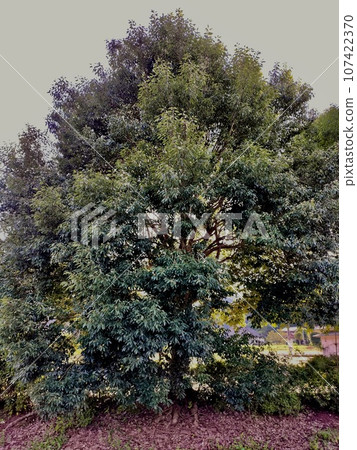 結果實的橡子樹 107422370