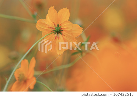 Kivanacosmos Kivanacosmos 107422513