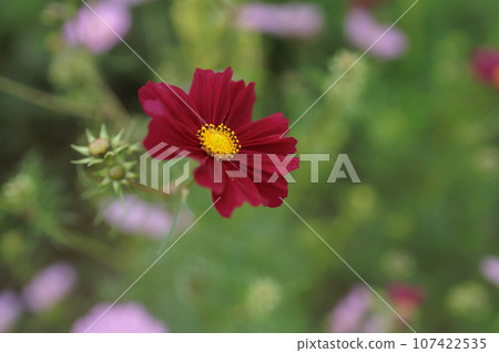 紅色宇宙 紅色宇宙 107422535