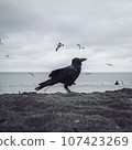 crow's twilight 107423269