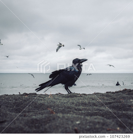 crow's twilight crow's twilight 107423269