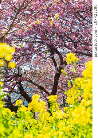 Izu Kawazu in early spring, Kawazu cherry blossoms and rape blossoms in full bloom 107423296