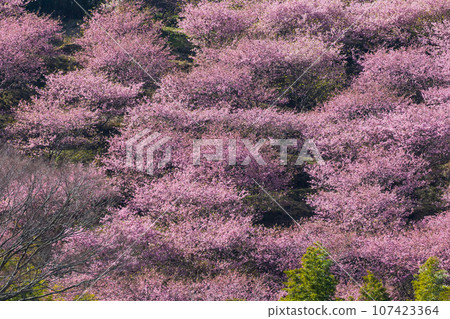 Izu Kawazu in early spring, Kawazu cherry blossoms in full bloom Izu Kawazu in early spring, Kawazu cherry blossoms in full bloom 107423364