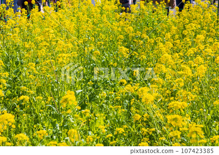 早春的伊豆河津，油菜花盛開 107423385
