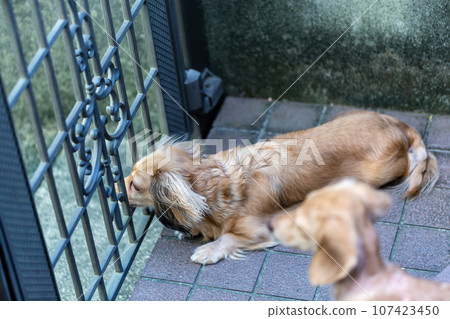Dachshund standing guard in front of the gate 107423450