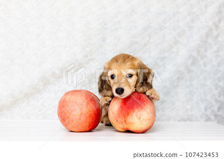 Puppy Kaninhen Dachshund 107423453