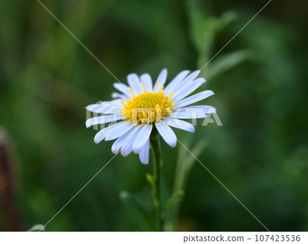 White yomena flowers blooming on the Arakawa riverbed after the beginning of autumn. 107423536